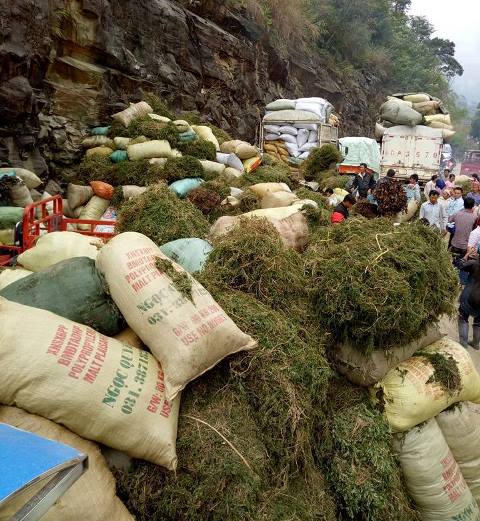 
Hình ảnh được cho là người dân vùng biên giới huyện Bát Xát (Lào Cai) đào cây thông đất bán cho thương lái Trung Quốc được lan truyền trên mạng.

