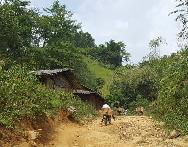 
Ban ngày, lâm tặc chở gỗ từ rừng về trung tâm xã Bản Mù. Ảnh: Cao Tuân
