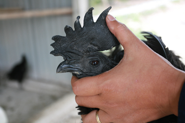 
Mắt loài gà này không to tròn như các giống gà khác.
