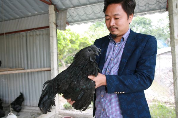 
Anh Trần Nhữ Giáp cho biết, phải mất 6 lần lặn lội sang Indonesia anh mới mang về được đúng giống gà đen mặt quỷ thuần chủng.
