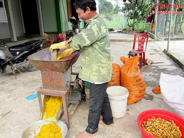 Với nhiều hộ trồng nghệ nguyên liệu và sản xuất tinh bột nghệ, xã Nghi Kiều đang có chủ trương xây dựng làng nghề “Sản xuất và chế biến tinh bột nghệ”.