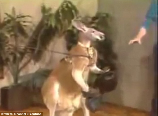 
Nhân vật trong chương trình hôm ấy là chú kangaroo có biệt danh Killer Willard cùng huấn luyện viên của mình. Willard đeo một chiếc găng tay đấm bốc để chuẩn bị cho màn biểu diễn quyền Anh trên sân khấu.
