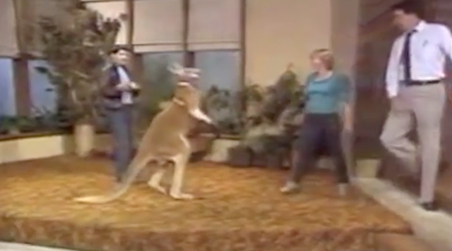 
Suốt chương trình, cặp MC nam nữ vừa dẫn vừa run rẩy, đôi lúc phải chạy đi chỗ khác tìm chỗ né nhưng đòn đánh của chú kangaroo hung dữ Willard.
