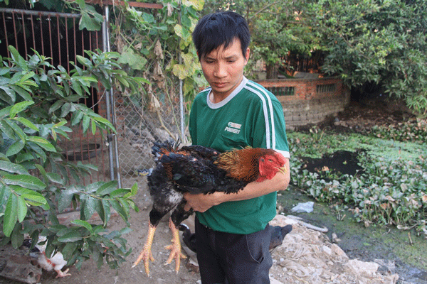 
Tại làng Lạc Thổ, anh Trường được biết tới là một trong số ít người kiên trì nuôi giữ được giống gà Hồ quý hiếm. Năm nay anh Trường có 20 con gà bán ra dịp Tết. Ảnh: Đình Việt

