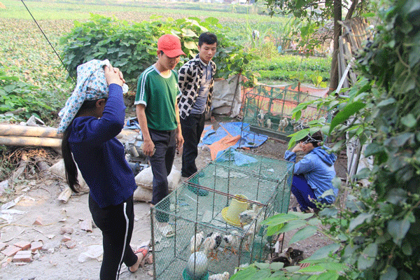 
Anh Trường đang bán gà giống cho một vị khách đến từ Thái Nguyên. Gà giống được bán với giá 300.000 đồng một con một tháng tuổi.
