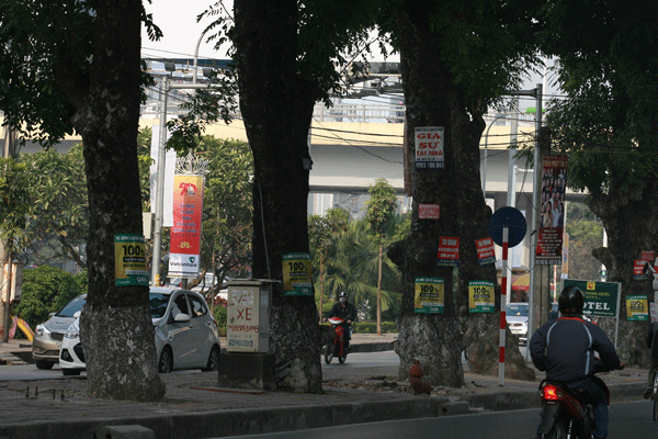 
Lộn xộn quảng cáo trên các cây xanh tại đường Láng.
