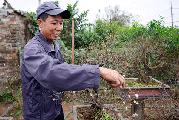 
Mai trắng được trồng chủ yếu ở làng hoa Nhật Tân (phường Nhật Tân, quận Tây Hồ, Hà Nội), tuy nhiên, số lượng người trồng cũng rất ít. Ông Trần Tiến Dũng là một người trồng mai có tiếng ở làng hoa này. Ảnh: Đình Việt
