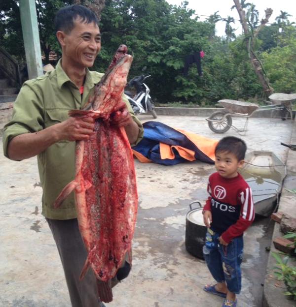 
Gia đình ông Thái quyết định xẻ thịt con cá chứ không bán. Ảnh: N.Hậu
