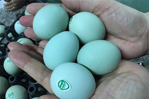 Trứng gà xanh được chào bán trên mạng xã hội.