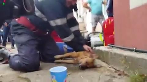 
Sau khi đưa một người đàn ông 50 tuổi ra khỏi căn hộ bị cháy, lính cứu hỏa Mugurel Costache xoa bóp tim và hô hấp nhân tạo cứu chú chó đang nằm bất tỉnh do hít phải khói độc.
