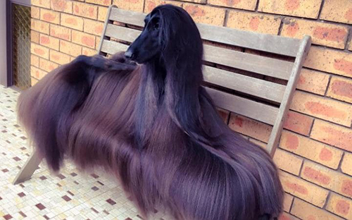 
Tea được mệnh danh là cô chó xinh đẹp nhất thế giới nhờ bộ lông dài óng ả. Ảnh: Facebook
