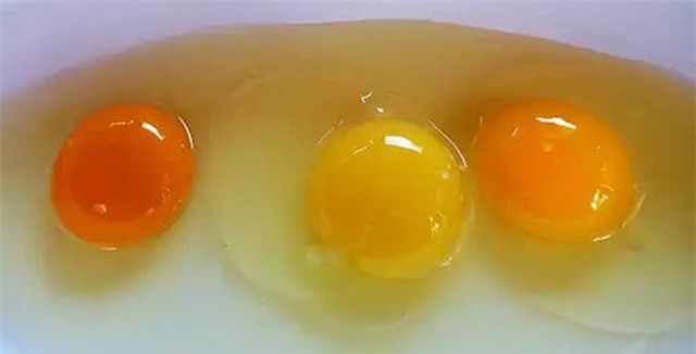Nhìn 3 lòng đỏ này, bạn có biết quả trứng nào được sinh bởi con gà khỏe mạnh?
