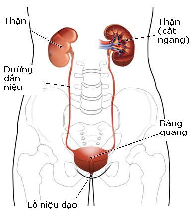 Cần thận trọng khi d&ugrave;ng ofloxacin trị bệnh vi&ecirc;m đường tiết niệu.