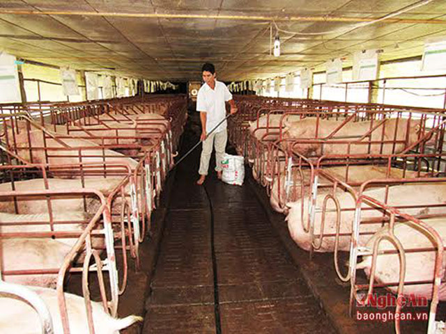 Trang trại lợn giống của anh Hải ở bản Na Dến, xã Tiền Phong, Quế Phong.