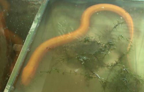 Con lươn có màu vàng óng được ông Chi bắt ngoài ruộng khi đang xới đất