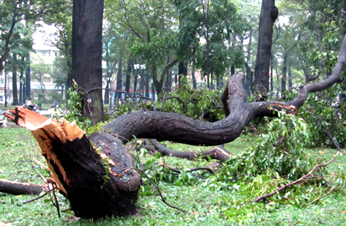 Cơn bão Pakhar từng vào TP HCM 4 năm trước gây ngã cây hàng loạt. Ảnh: H.C