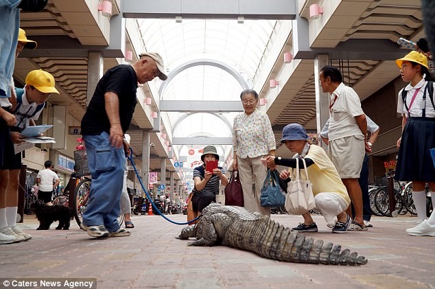 Cụ ông Nobumitsu Murabayashi, 65 tuổi, thường xuyên dắt con “cá sấu cưng” nặng 46 kg và dài gần 2 m đi dạo trên đường phố Kure ở Hiroshima, Nhật Bản.
