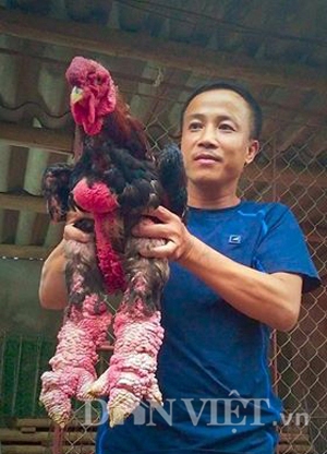 Cận cảnh một chú gà Đông Tảo thuộc hàng biếu cao cấp đang được nuôi tại trại của anh Hân.
