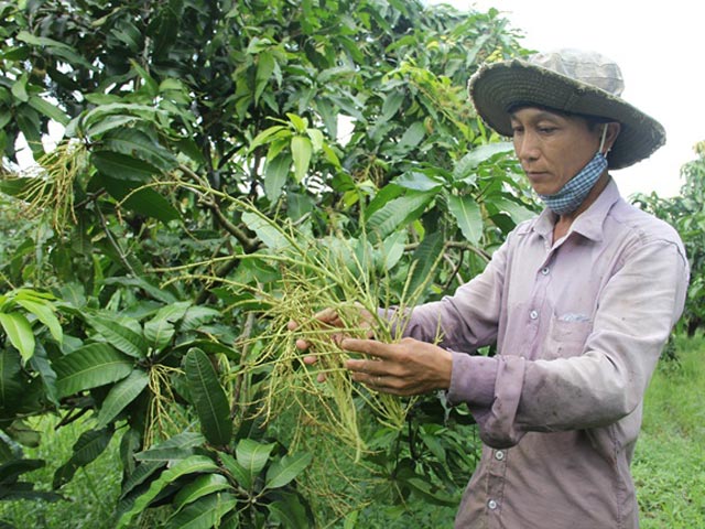 Nhiều vườn xo&agrave;i bị mưa dầm l&agrave;m rung trắng b&ocirc;ng, chỉ trơ lại to&agrave;n cọng.