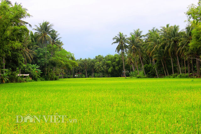 Đi dọc khắp miền qu&ecirc; ven biển Ho&agrave;i Nhơn, đ&acirc;u đ&acirc;u cũng thấy những vườn dừa bao la, chen ch&acirc;n b&ecirc;n ruộng l&uacute;a, nằm cạnh những m&aacute;i ng&oacute;i r&ecirc;u phong, cũ kỹ.