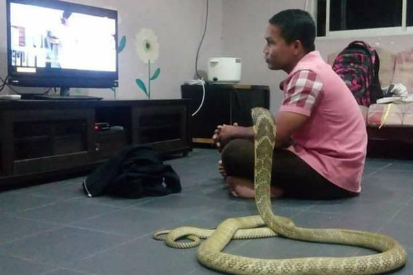 
Ch&agrave;ng trai, sống ở một quốc gia thuộc Đ&ocirc;ng Nam &Aacute;, vẫn chưa ngu&ocirc;i ngoai sau c&aacute;i chết của bạn g&aacute;i từ 5&nbsp;năm trước. Sau khi nh&igrave;n thấy một con rắn hổ mang d&agrave;i hơn 3 m, anh ta chợt nhận thấy c&oacute; sự giống nhau đến kỳ lạ với c&ocirc; người y&ecirc;u qu&aacute; cố.
