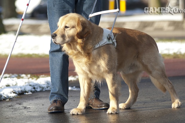 Linh hồn của người đ&agrave;n &ocirc;ng m&ugrave; v&agrave; con ch&oacute; bay l&ecirc;n thi&ecirc;n đường.