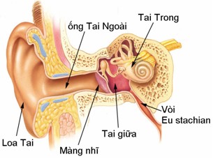 Vị trí giải phẫu tai giữa.