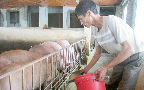 Anh Đỗ Văn Chuyên là người tiên phong của tỉnh Hưng Yên thực hiện mô hình chăn nuôi lợn sạch bằng thuốc Bắc.