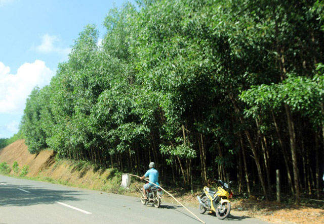 Những năm gần đây, ở Quảng Nam phát triển nghề trồng cây keo tràm. Rừng keo tràm là nơi kiến tìm đến đóng tổ trên ngọn cây, nhiều người dân địa phương đã kiếm thêm bằng nghề lấy trứng kiến.
