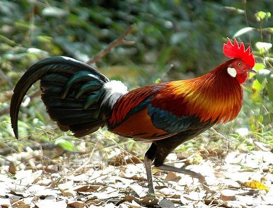 Để mua được g&agrave; qu&yacute;, d&acirc;n bu&ocirc;n phải đi khắp c&aacute;c tỉnh