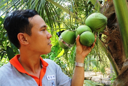 Anh Tâm làm dừa khắc chữ thư pháp bán trong dịp Tết