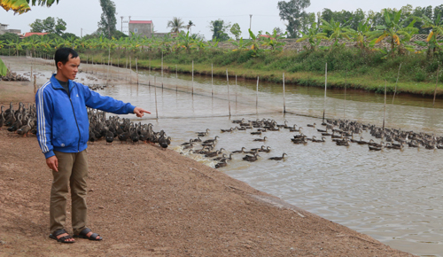 Với đ&agrave;n vịt h&agrave;ng vạn con, mỗi th&aacute;ng &ocirc;ng chủ 33 tuổi thu khoảng 50 triệu đồng. Ảnh:Phương Vy.