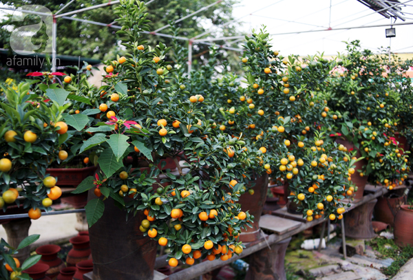 
Quất bonsai giá lên đến trên 10 triệu đồng hút khách chơi tại Hà Nội.
