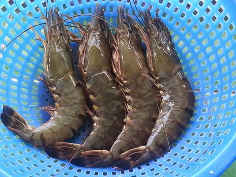 Anh trai bắt t&ocirc;m về cho em g&aacute;i ở cữ bồi bổ sức khỏe