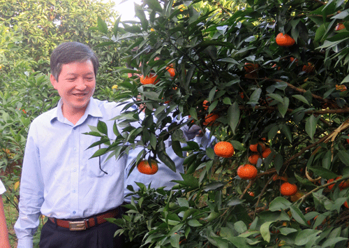 Phó Chủ tịch T.Ư Hội NDVN Lương Quốc Đoàn thăm vườn cam Canh trĩu quả của gia đình anh Nguyễn Đình Bang.  Ảnh: Phú Lãm