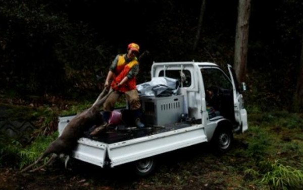 Phụ nữ tham gia săn bắn lợn rừng để giảm cá thể
