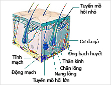 
Cấu tạo tuyến mồ hôi.
