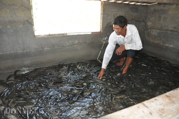 Ông Vinh đang kiểm tra chất lượng cá tại bể nuôi của gia đình.