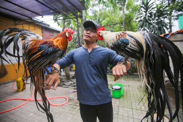 Anh Phan Minh Hồng, chủ trại gà ở thị xã Dĩ An, Bình Dương đang sở hữu giống gà Onagadori có nguồn gốc từ Nhật Bản. Giống gà này nổi bật với cái đuôi rất dài, mọc trong suốt cuộc đời. Con trưởng thành bộ đuôi có thể dài từ 6-7 m.