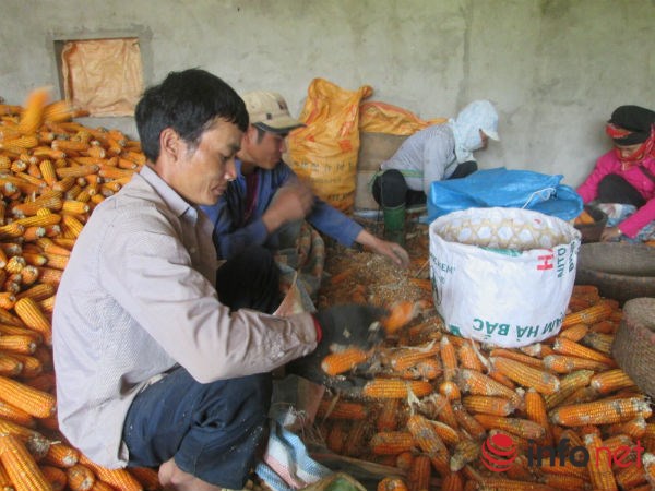 Ngô tuyển chọn chỉ bán được 2.500 đồng/kg, còn ngô xấu chỉ có giá 1.000 đồng/kg