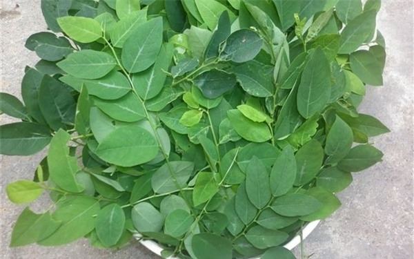 3 t&aacute;c dụng phụ đ&aacute;ng sợ của rau ng&oacute;t cần phải biết trước khi ăn - Ảnh 2.