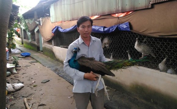 Trương Văn Phúc giới thiệu về kỹ thuật nuôi chim công. Ảnh: Văn Tràng