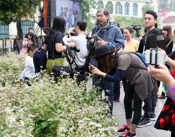 
Hầu hết người dân đều muốn ghi lại những bức ảnh đẹp nhất, ấn tượng nhất về loài hoa gắn liền với cao nguyên đá Đồng Văn.
