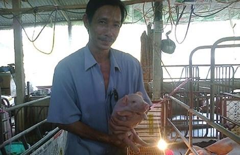 Anh Phương cho đàn lợn nghe nhạc để tăng chất lượng thịt, dễ đậu thai