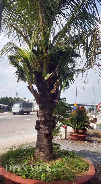 Sau khi mua về từ huyện B&igrave;nh Đại, anh Tuấn cho mỗi c&acirc;y v&agrave;o một chậu lớn v&agrave; chăm s&oacute;c rất cẩn thận. &ldquo;T&ocirc;i cưng 2 c&acirc;y dừa như&hellip;trứng ngỗng&rdquo; &ndash; anh Tuấn chia sẻ.