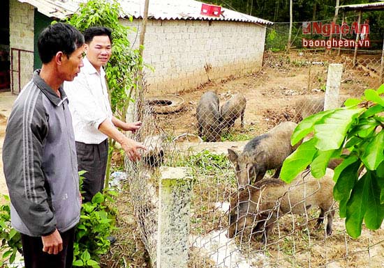 Phát triển trang trại chăn nuôi là một trong những hướng phát triển kinh tế phá thế độc canh cây lúa ở Yên Thành.