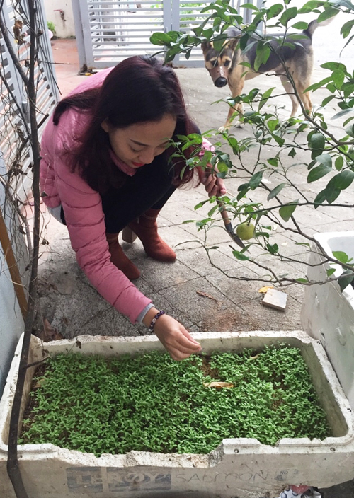 Chị xin thùng xốp, mua chậu nhựa, hạt giống và đất rồi tự tay gieo hạt, ươm cây. Chị Trang còn tự bắt sâu bằng tay thay vì sử dụng thuốc xịt để yên tâm hoàn toàn về chất lượng rau trồng.