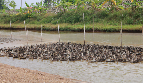 Khu trang trại rộng 6 ha của anh Nhật với h&agrave;ng trăm chuồng vịt, ao c&aacute;. Ảnh:Phương Vy.