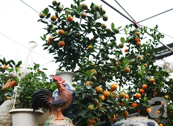 
Ông Mạnh đã mất gần 1 năm kỳ công với công việc chăm bón, tạo dáng và cấy biểu tượng con gà lên chậu quất bonsai.

