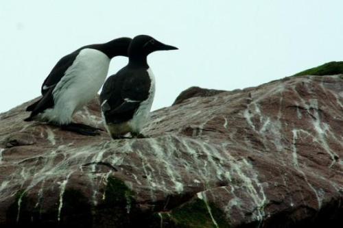 Chim biển Auk. Ảnh: Patrick O’Reilly.